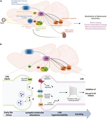 Lateral Habenula Beyond Avoidance: Roles in Stress, Memory, and Decision-Making With Implications for Psychiatric Disorders